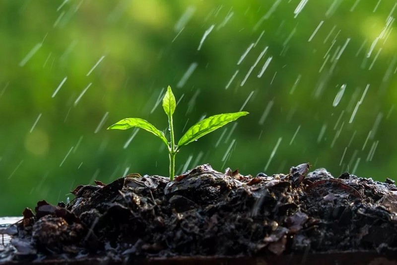 今天是雨水节气