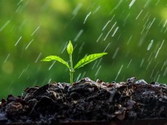 今天是雨水节气