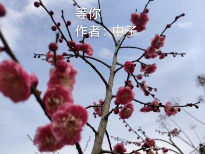 梅花绽放