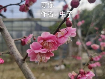 梅花绽放