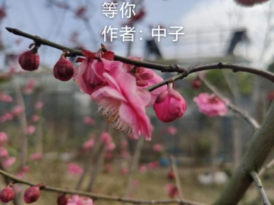 梅花绽放