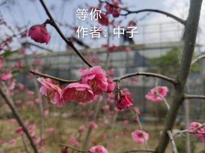 梅花绽放