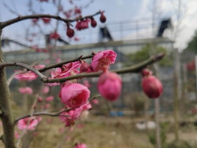 梅花绽放