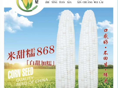 米甜糯626图2