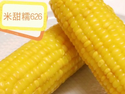 米甜糯868玉米图2