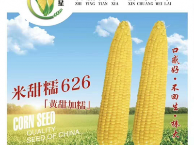 米甜糯868玉米图3