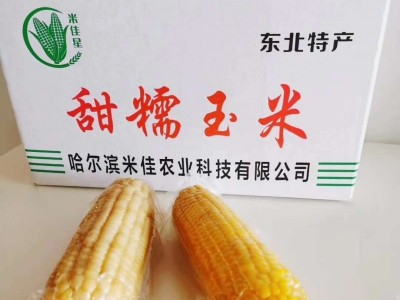 米甜糯868玉米图2