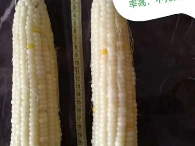 米甜糯868玉米图3