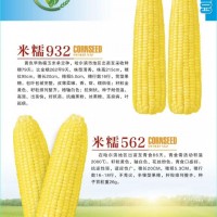 米甜糯868玉米诚招代理商