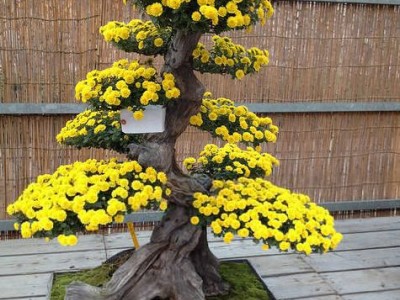 盆景植物图3