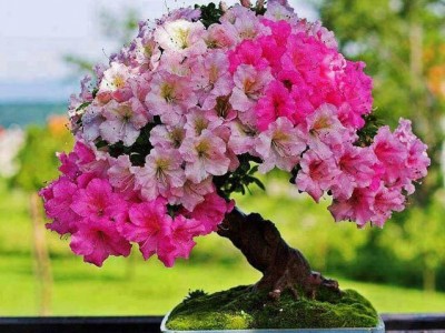 盆景植物图2