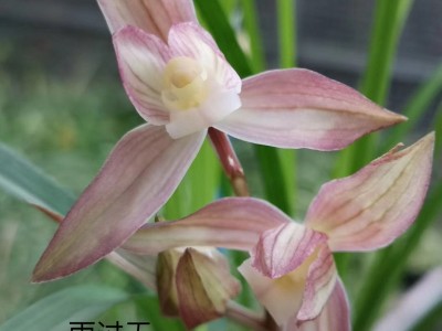 求购各种兰花图2