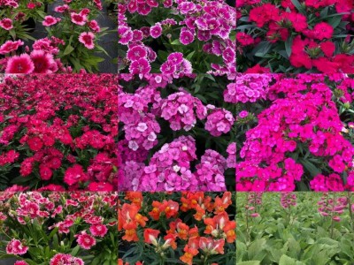 求购各种草花图1