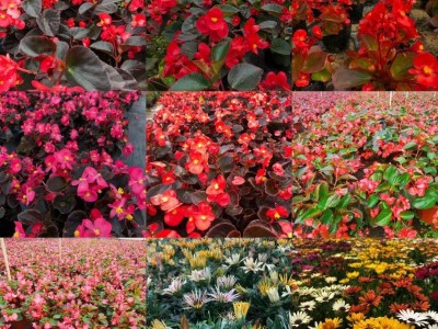 求购各种草花图2