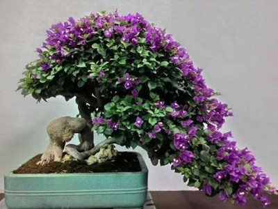 诚招中草药材代理商图2