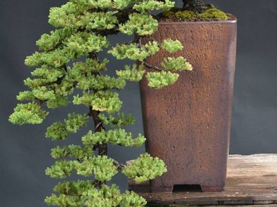 诚招中草药材代理商图3