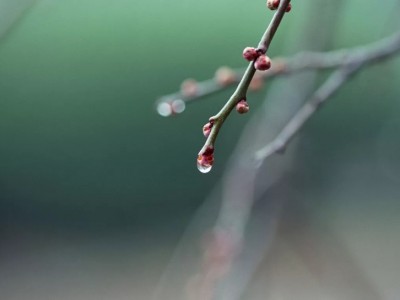 神农花海诚招花卉园林企业入驻图2