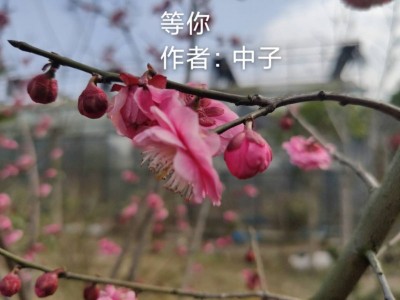 神农花海诚招花卉园林企业入驻图3