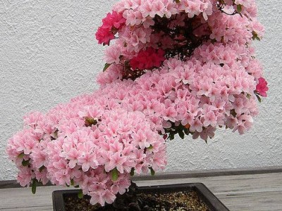 诚招神农五谷系列产品代理商图3