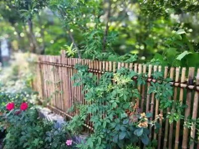 求花卉苗木供货商图2